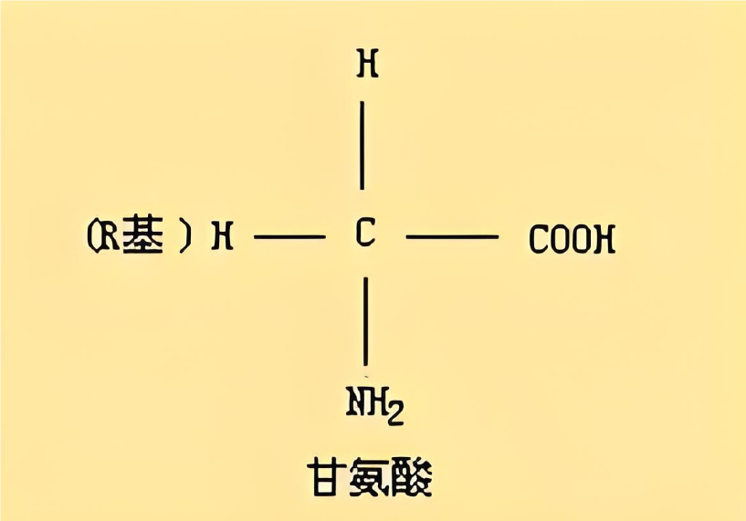 甘氨酸的每日摄入量